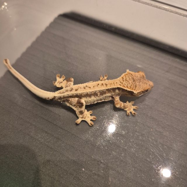 프라푸치노