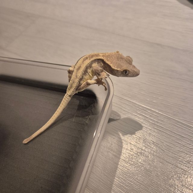 프라푸치노