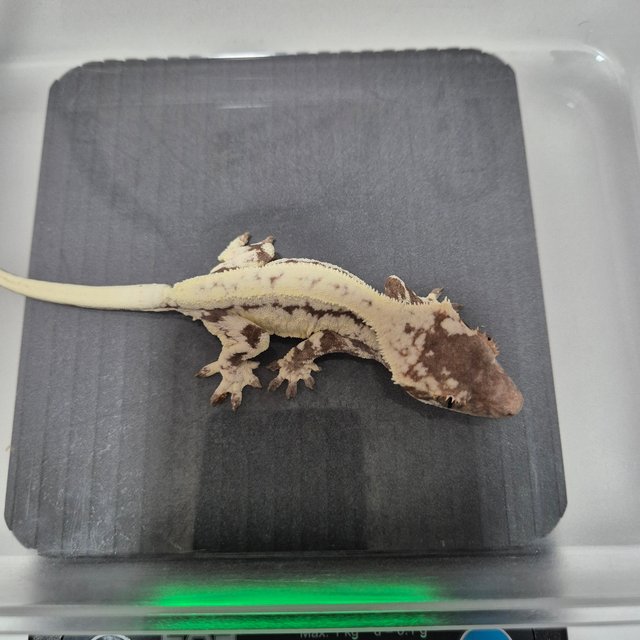 프라푸치노