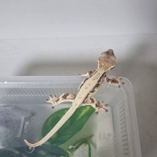 프라푸치노
