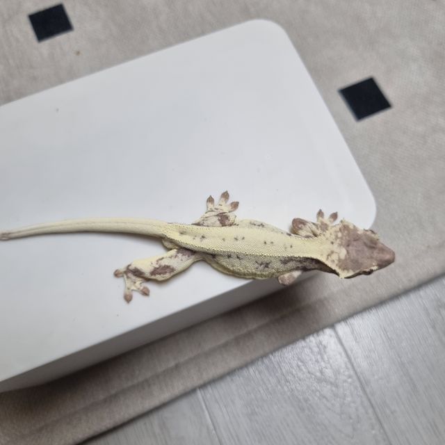 프라푸치노