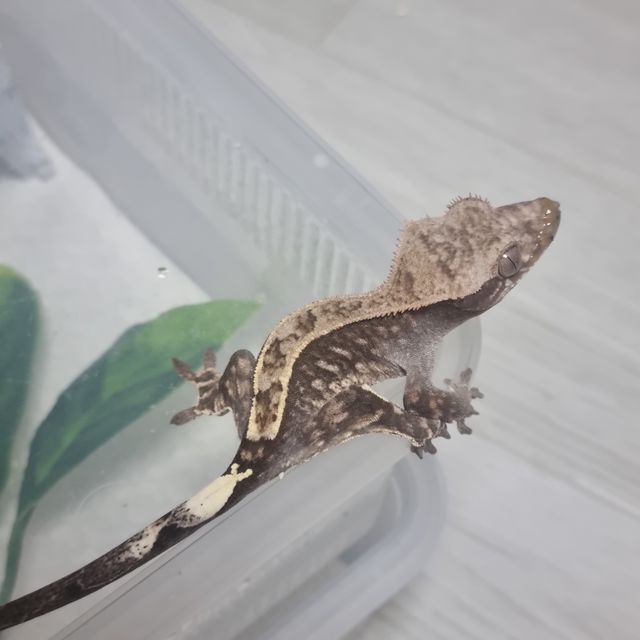 카푸치노