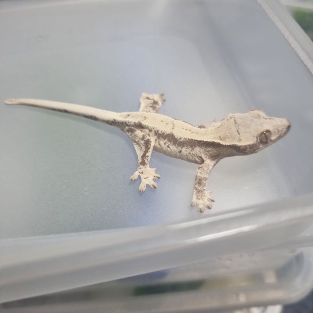프라푸치노