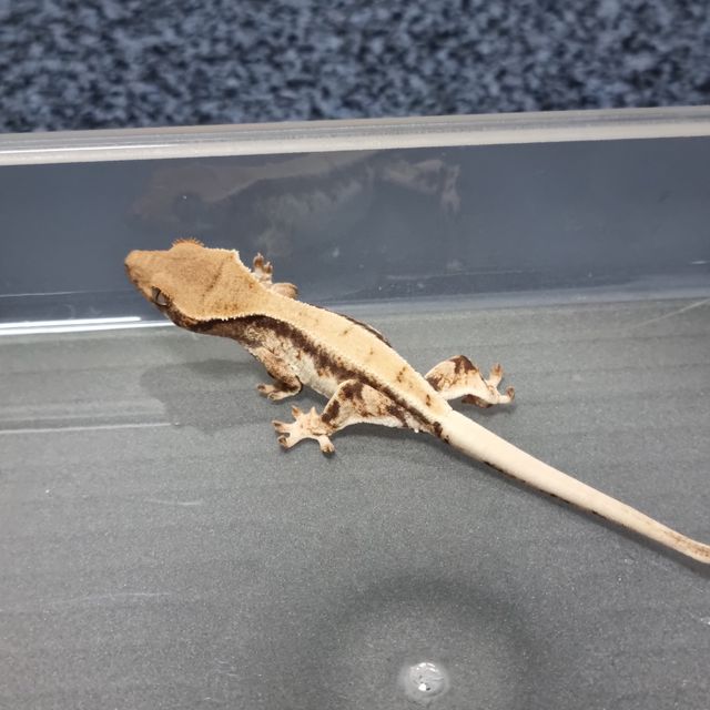 프라푸치노