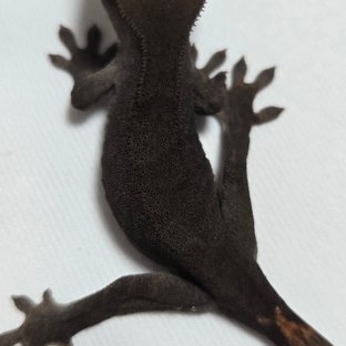 챠콜 팬텀 카푸치노