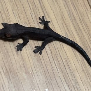 챠콜 팬텀 카푸치노