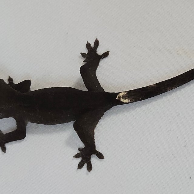 챠콜 팬텀 아잔틱