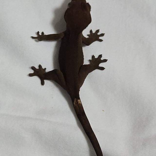 챠콜 100%헷아잔틱