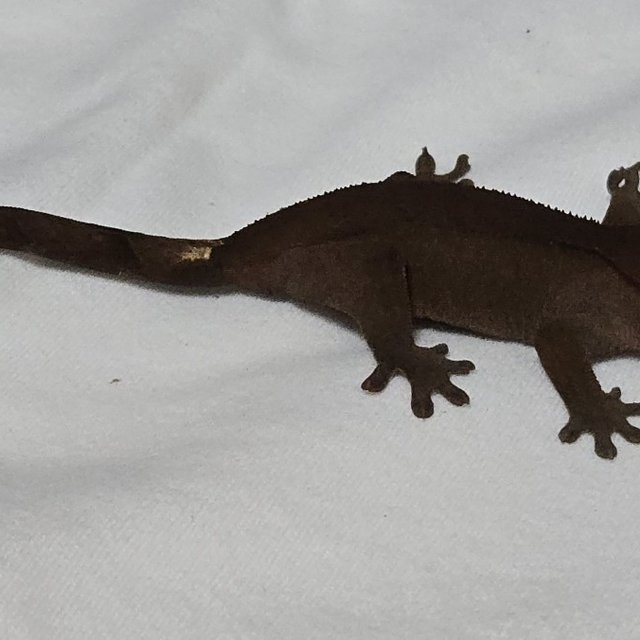 챠콜 100%헷아잔틱