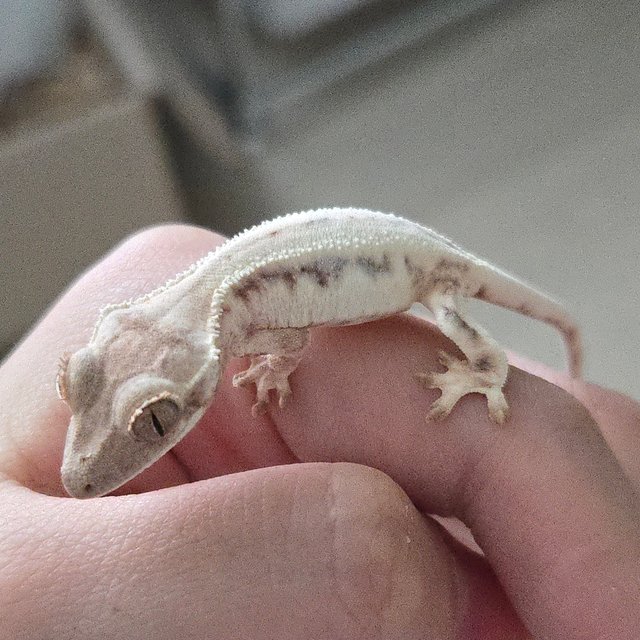 릴리 세이블 화이트