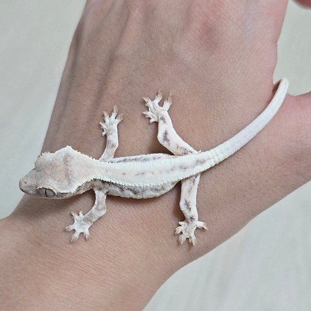 릴리 세이블 화이트