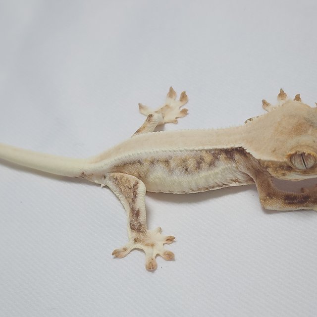 솔리드백 릴리화이트