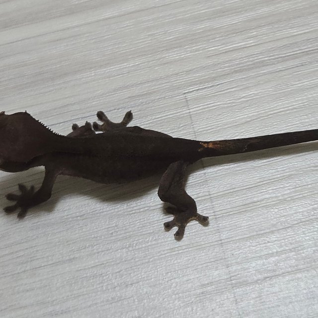 챠콜 팬텀 카푸치노