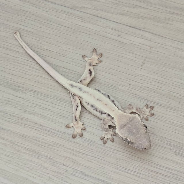 릴리 세이블 화이트