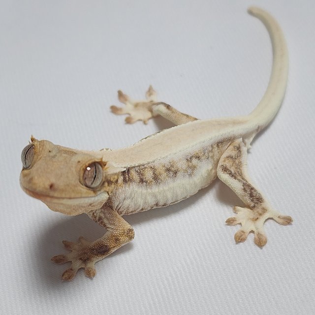 솔리드백 릴리화이트