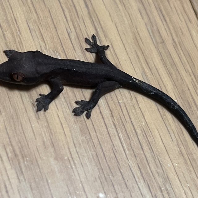 챠콜 팬텀 카푸치노