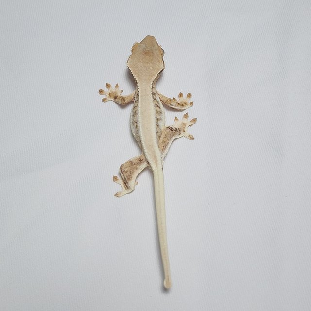 솔리드백 릴리화이트