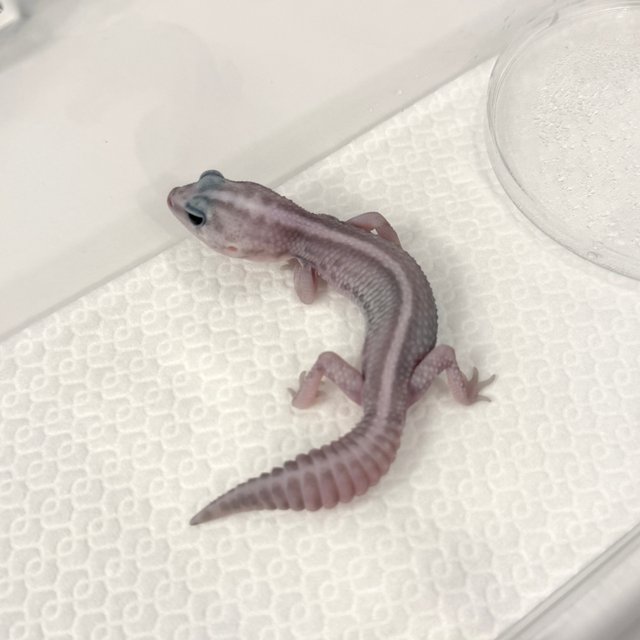 고스트 오레오 패턴리스