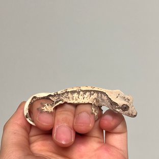 트라이 핀스트라이프