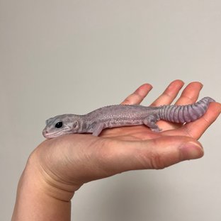 고스트 오레오 패턴리스