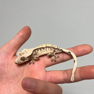 트라이 핀스트라이프