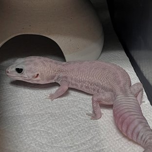 고스트 오레오 패턴리스