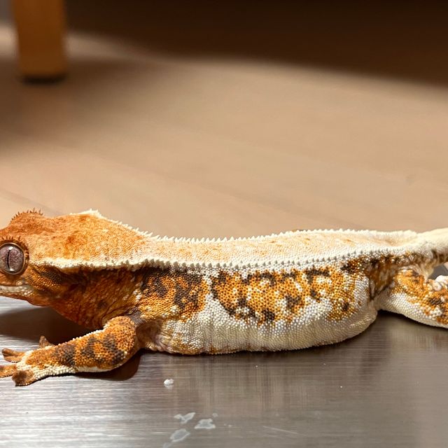 트라이 릴리화이트 텐저린