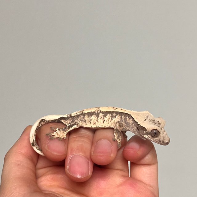 트라이 핀스트라이프