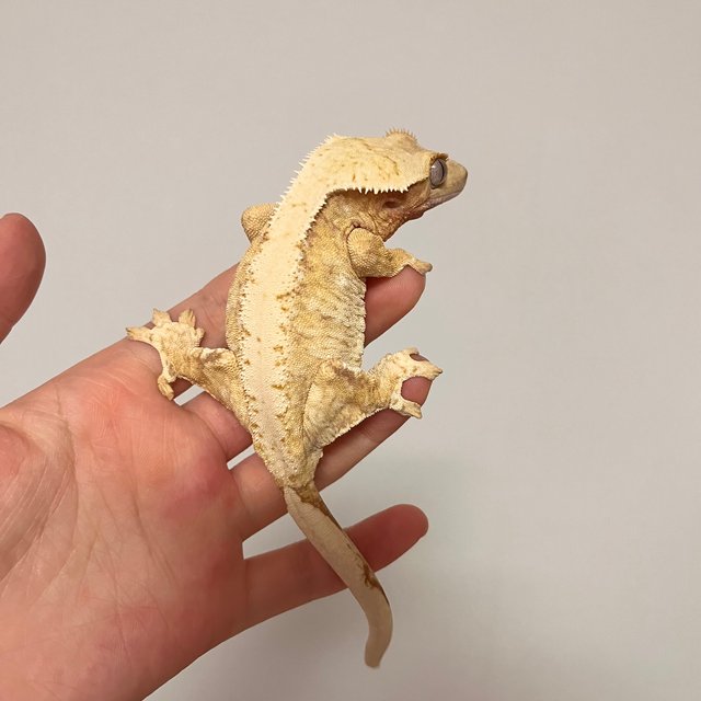 드리피 화이트스팟 레드 트라이 익스트림할리퀸