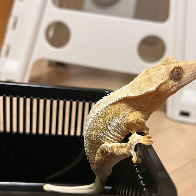 크림시클 릴리화이트