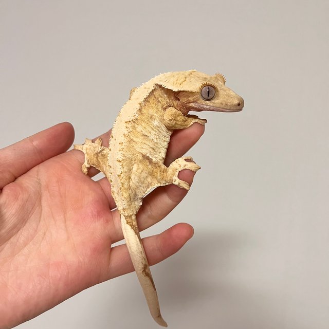 드리피 화이트스팟 레드 트라이 익스트림할리퀸