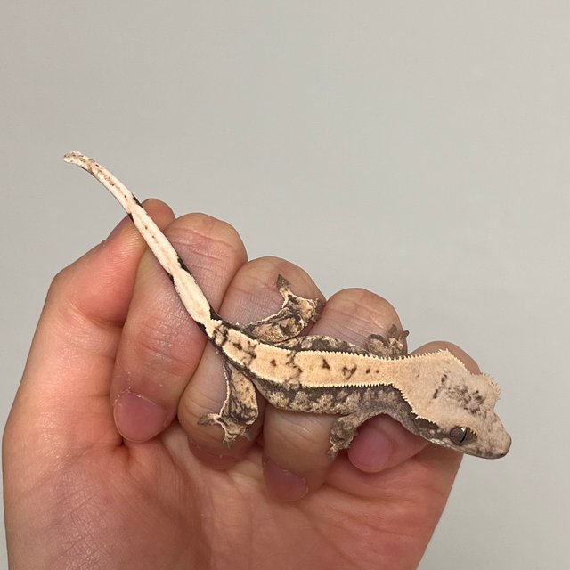 트라이 핀스트라이프