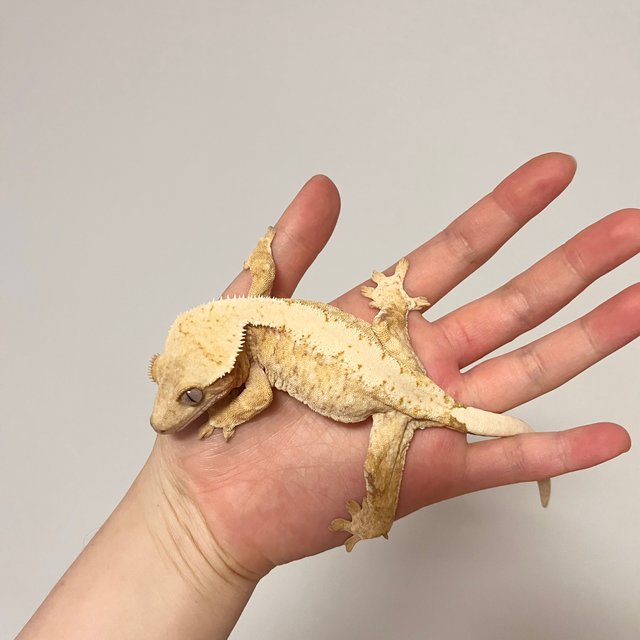 드리피 화이트스팟 레드 트라이 익스트림할리퀸