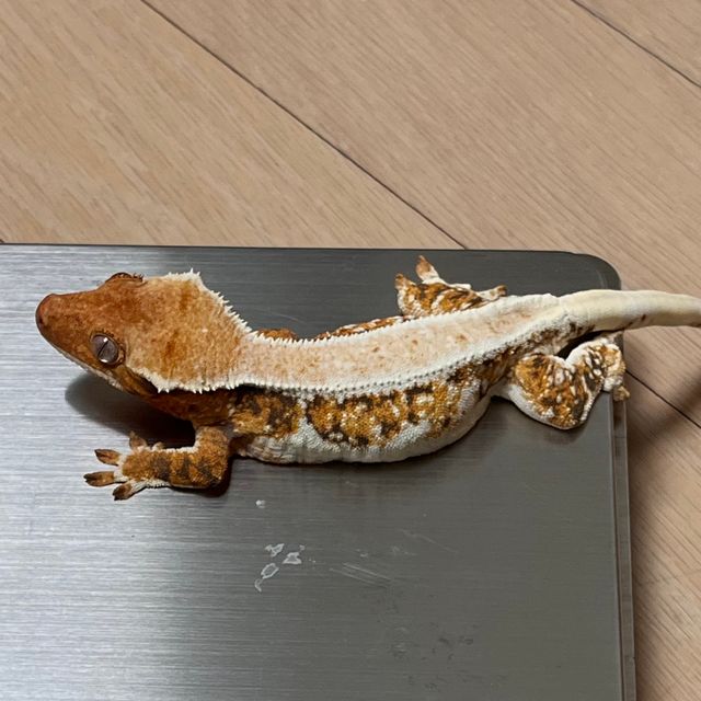 트라이 릴리화이트 텐저린