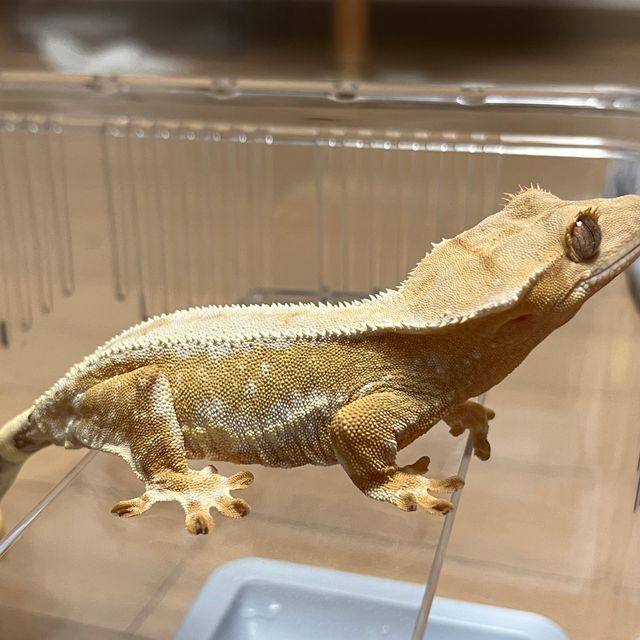 크림시클 릴리화이트