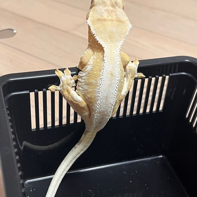 크림시클 릴리화이트