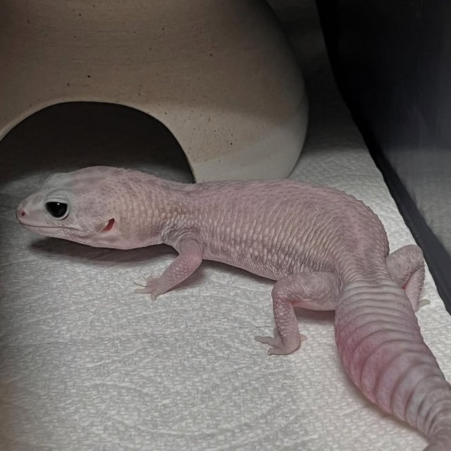 고스트 오레오 패턴리스