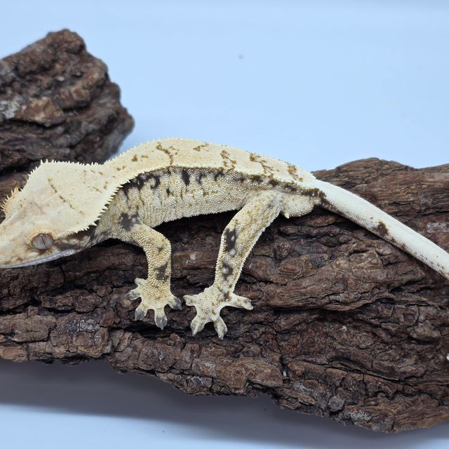 노멀 드리피 화이트스팟