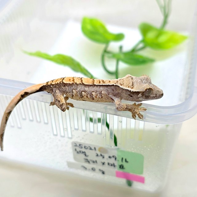 트라이 익스트림할리퀸 화이트스팟