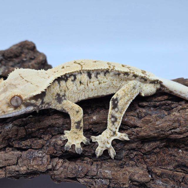 노멀 드리피 화이트스팟