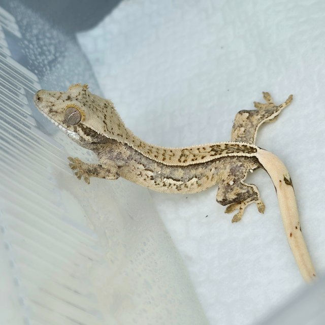 풀핀 핀스트라이프