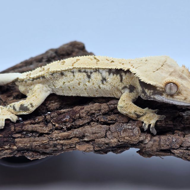 노멀 드리피 화이트스팟