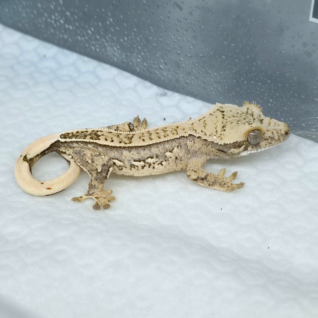 풀핀 핀스트라이프