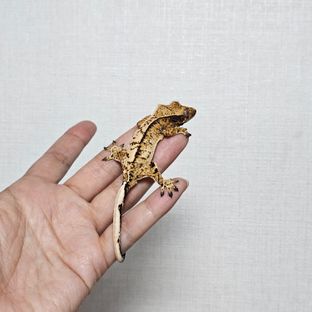 화이트스팟 트라이 익스트림할리퀸