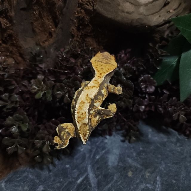트라이