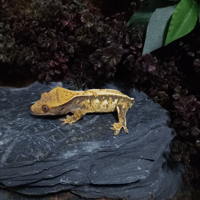 트라이