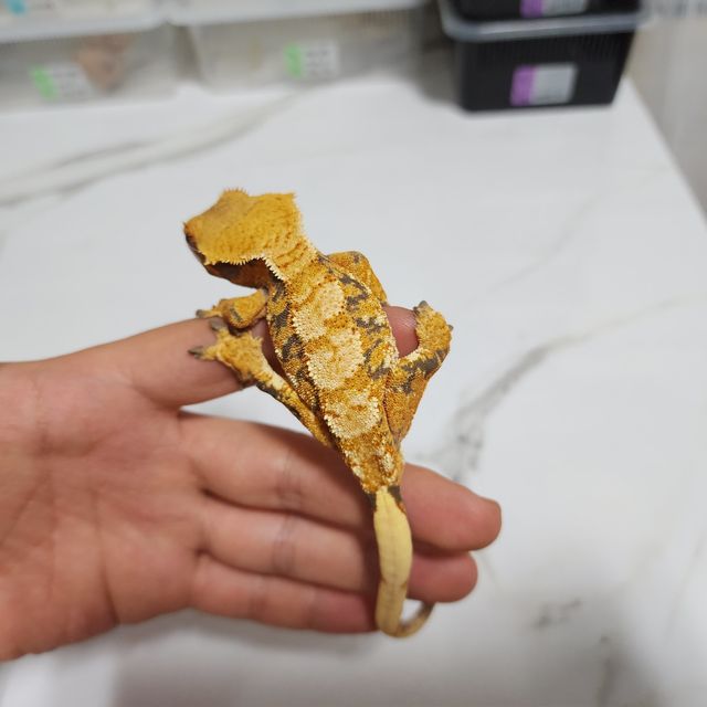 트라이 익스트림할리퀸 텐저린