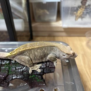 카푸치노 핀스트라이프