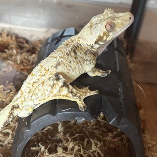 화이트스팟 노멀 트라이 드리피