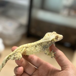 화이트스팟 트라이 화이트 익스트림할리퀸 드리피